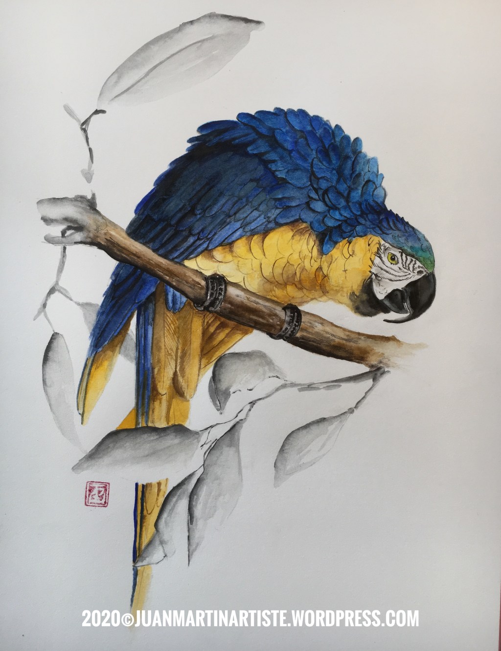 Aquarelles de Planches ornithologiques